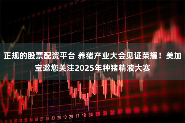 正规的股票配资平台 养猪产业大会见证荣耀！美加宝邀您关注2025年种猪精液大赛